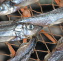 capelin
