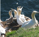 gannets