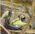 green frog