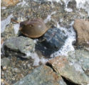 horseshoecrab