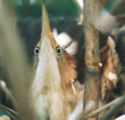 least bittern