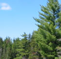 pine trees